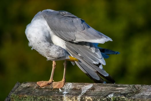 Close up of seagull standing on a pier. Seagull on the roof near Kaniera lake on a sunny autumn day. Seagull on green park background in Latvia. Seagull clear wings against natural green background.