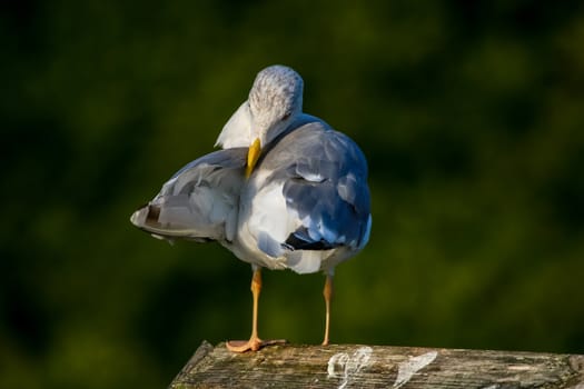 Close up of seagull standing on a pier. Seagull on the roof near Kaniera lake on a sunny autumn day. Seagull on green park background in Latvia. Seagull clear wings against natural green background.