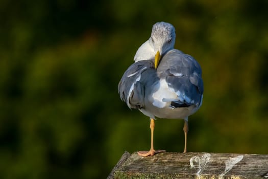 Close up of seagull standing on a pier. Seagull on the roof near Kaniera lake on a sunny autumn day. Seagull on green park background in Latvia. Seagull clear wings against natural green background.