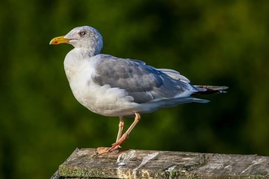 Close up of seagull standing on a pier. Seagull on the roof near Kaniera lake on a sunny autumn day. Seagull on green park background in Latvia. Seagull standing against natural green background.