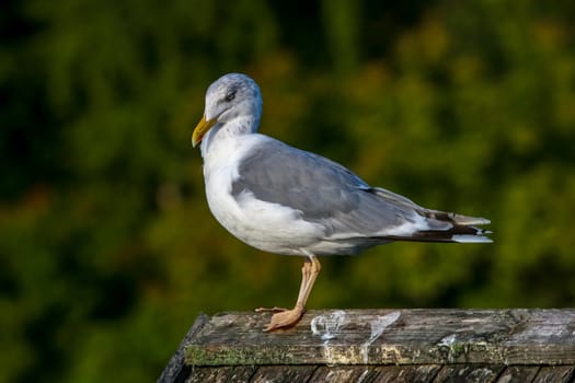 Close up of seagull standing on a pier. Seagull on the roof near Kaniera lake on a sunny autumn day. Seagull on green park background in Latvia. Seagull standing against natural green background.