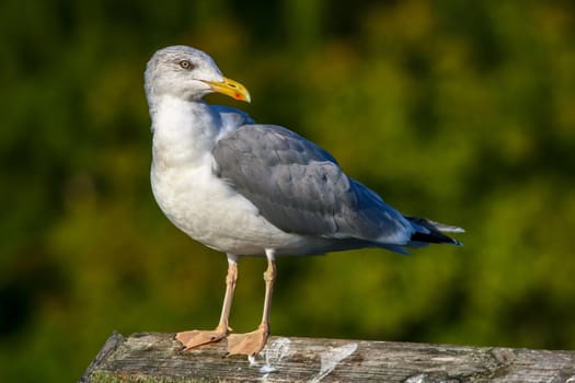 Close up of seagull standing on a pier. Seagull on the roof near Kaniera lake on a sunny autumn day. Seagull on green park background in Latvia. Seagull standing against natural green background.