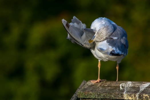 Close up of seagull standing on a pier. Seagull on the roof near Kaniera lake on a sunny autumn day. Seagull on green park background in Latvia. Seagull clear wings against natural green background.