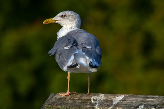 Close up of seagull standing on a pier. Seagull on the roof near Kaniera lake on a sunny autumn day. Seagull on green park background in Latvia. Seagull standing against natural green background.