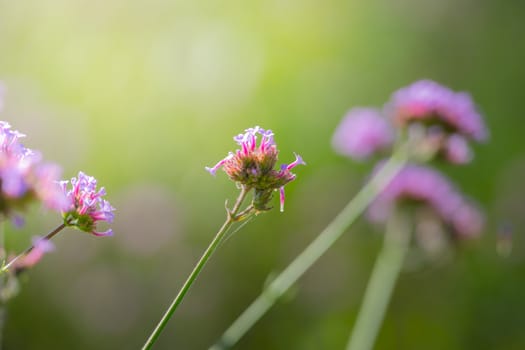 The background image of the colorful flowers, background nature