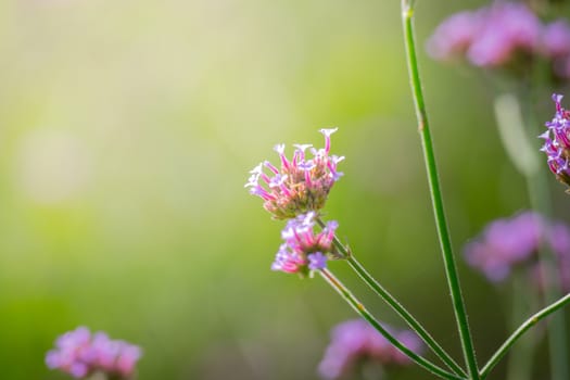 The background image of the colorful flowers, background nature