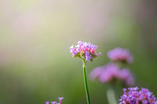 The background image of the colorful flowers, background nature