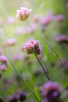 The background image of the colorful flowers, background nature