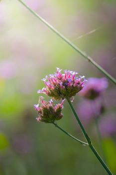 The background image of the colorful flowers, background nature