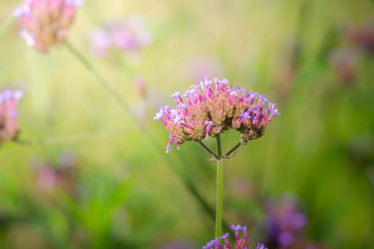 The background image of the colorful flowers, background nature