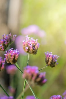 The background image of the colorful flowers, background nature