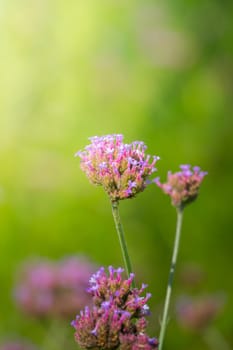 The background image of the colorful flowers, background nature