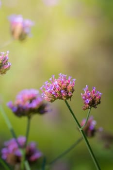 The background image of the colorful flowers, background nature