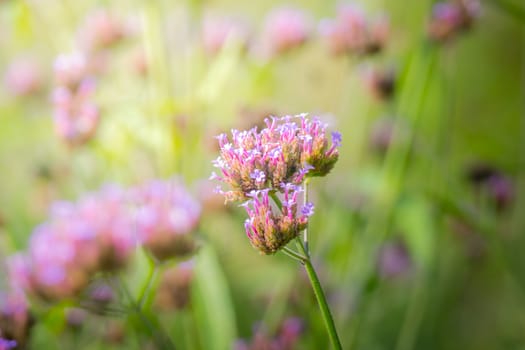 The background image of the colorful flowers, background nature