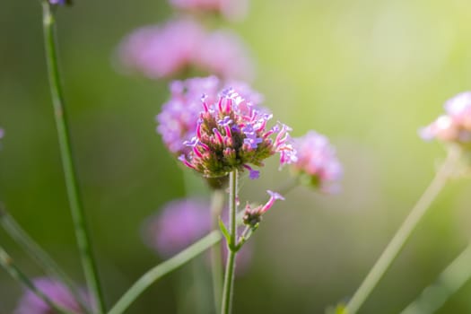 The background image of the colorful flowers, background nature