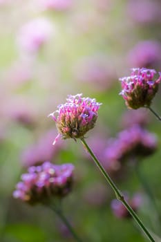 The background image of the colorful flowers, background nature