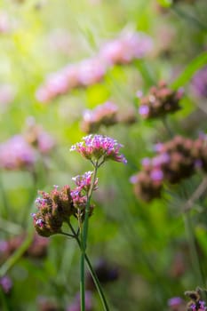 The background image of the colorful flowers, background nature