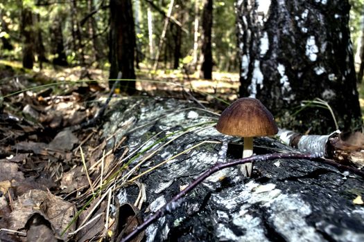 young mushroom grow near the roots of the tree