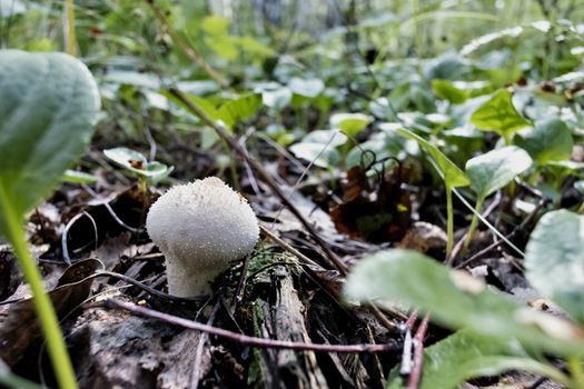 edible mushroom with the Latin name Lycoperdon grown in the woods under the leaves