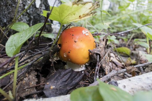 red mushroom with the Latin name Amanita muscaria grew up in the forest under a tree