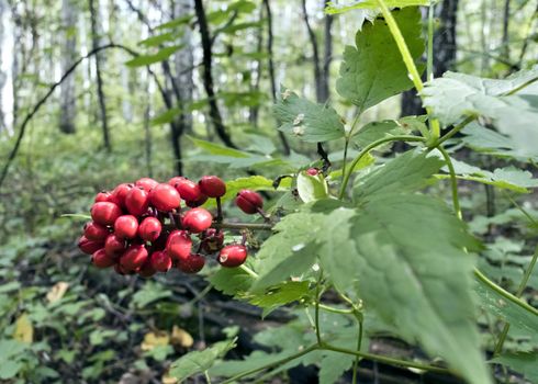 red berries growing on the bushes in the fores