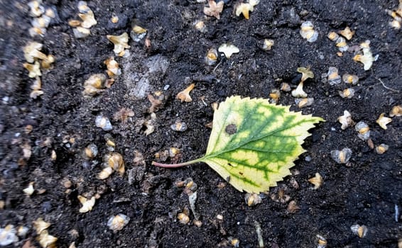 lone yellow-green leaf is a sign of impending autumn lying on the ground