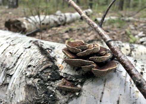 mushrooms growing on a fallen tree, macro