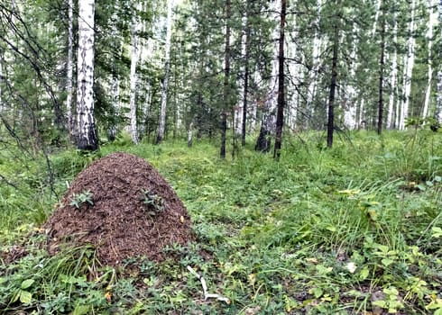 large anthill in the summer forest among the trees