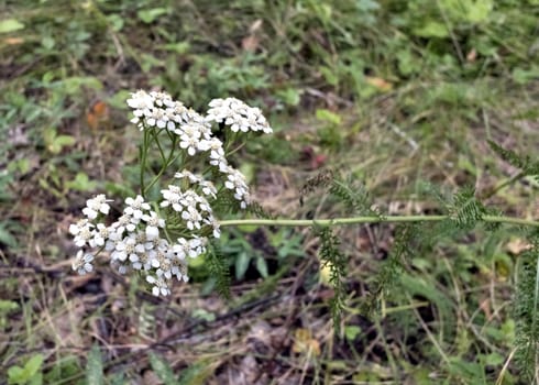 medicinal plant yarrow growing in the forest