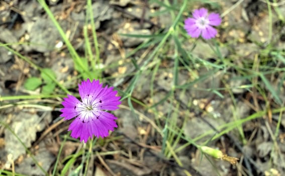 purple forest flower carnations growing in a forest