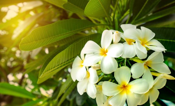 Frangipani flower (Plumeria alba) with green leaves on blurred background. White flowers with yellow at center. Health and spa background. Summer spa concept. Relax emotion.