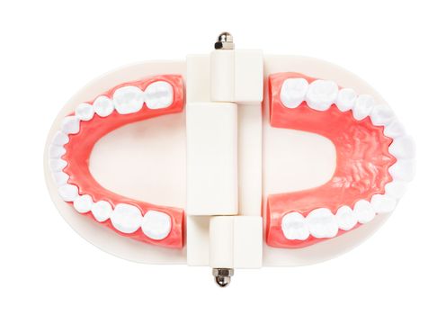 Teeth model for education isolated on white background, save clipping path.