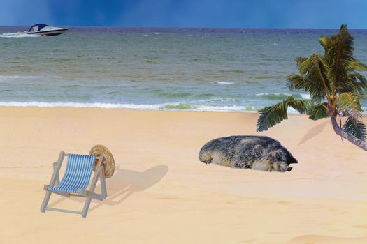 Sandy beach, deckchair with straw hat and a pig. Concept, lounging on the beach