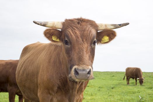 jersey cattle on green pasture in dingle county kerry ireland