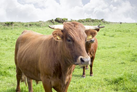 jersey cattle on green pasture in dingle county kerry ireland