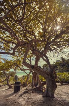 Magnificent tree shows its thick ramifications covering the setting sun. Natural landscape of the coast of the Mayan riviera in Mexico, precisely in Tulum. Vertical Shot.