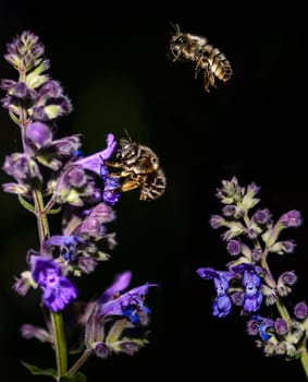 Honey Bees, Apis mellifera, on lavender pollinating and collecting nectar, dark background