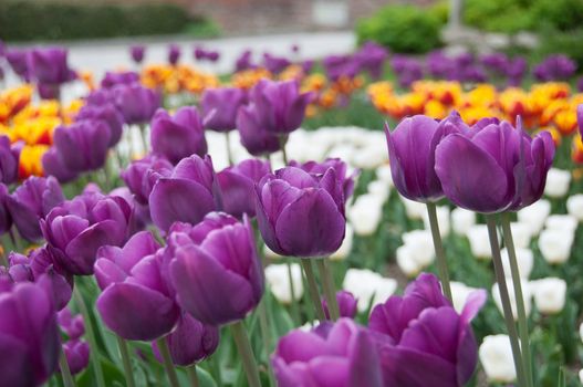 Field of colorful tulips in spring, close up