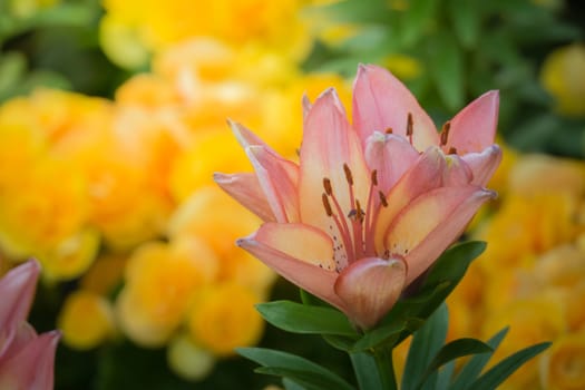 The background image of the colorful flowers, background nature