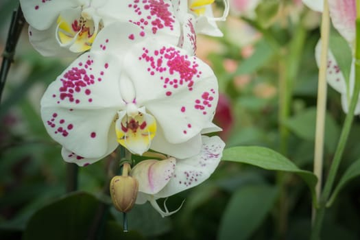 The background image of the colorful flowers, background nature