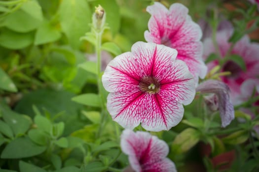 The background image of the colorful flowers, background nature