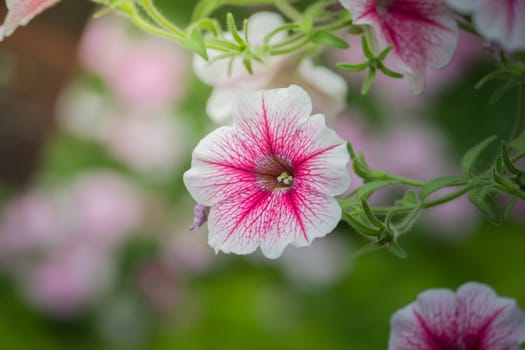 The background image of the colorful flowers, background nature