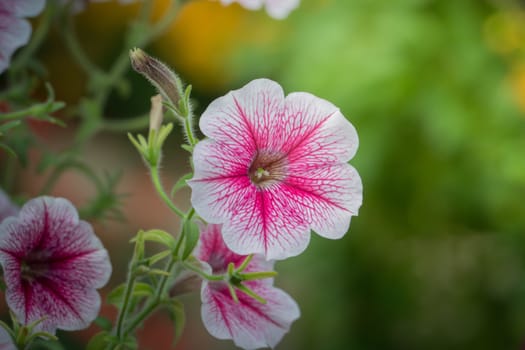 The background image of the colorful flowers, background nature