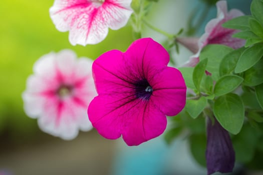 The background image of the colorful flowers, background nature