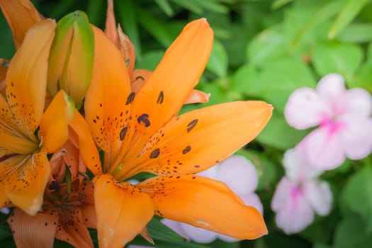 The background image of the colorful flowers, background nature