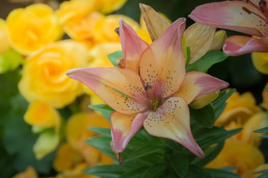 The background image of the colorful flowers, background nature