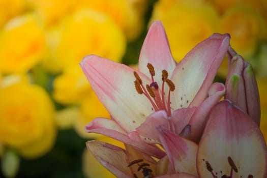 The background image of the colorful flowers, background nature