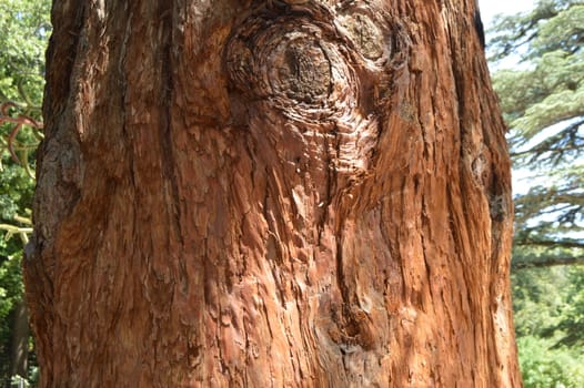 Natural background, brown trunk of a growing Sequoia tree.