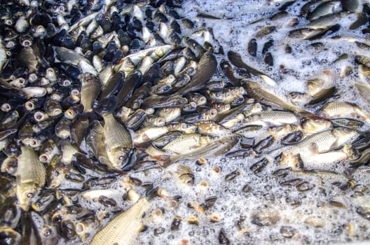 Young carp fish from a fish farm in a barrel are transported for release into the reservoir.