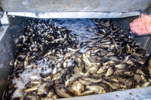 Young carp fish from a fish farm in a barrel are transported for release into the reservoir.